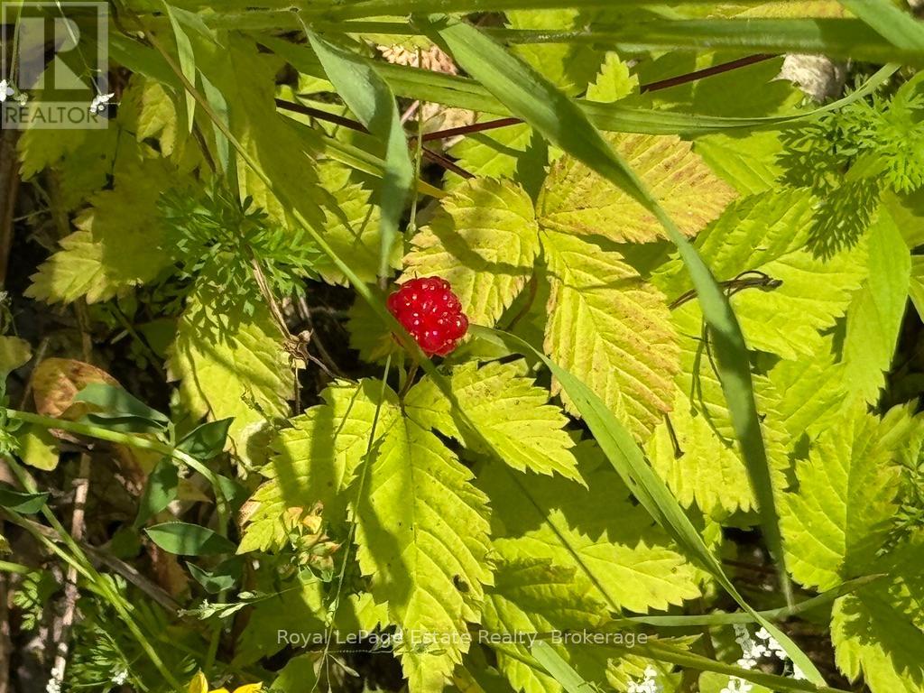 Pt Lt 36 & Pt Lt 37 13 Concession, Arran-Elderslie, Ontario N0H 1A0 - Photo 7 - X12790270