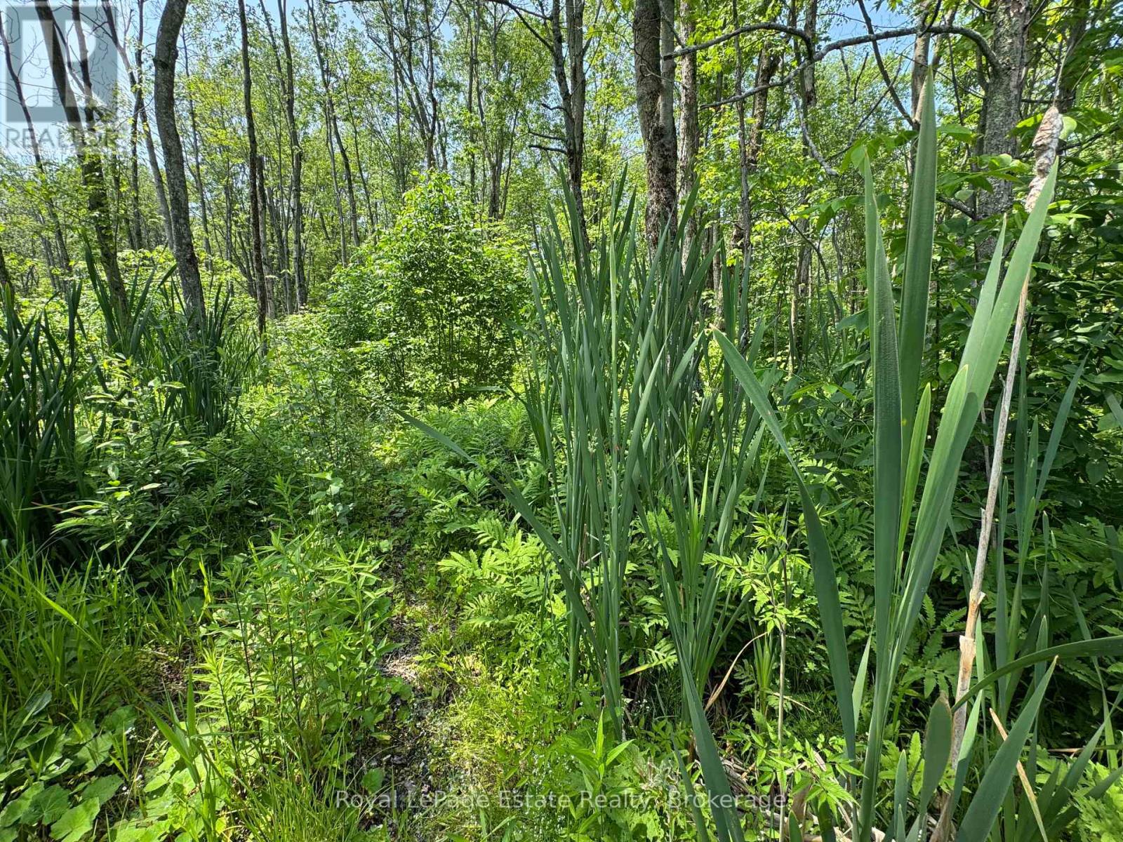 Pt Lt 36 & Pt Lt 37 13 Concession, Arran-Elderslie, Ontario N0H 1A0 - Photo 8 - X12790270