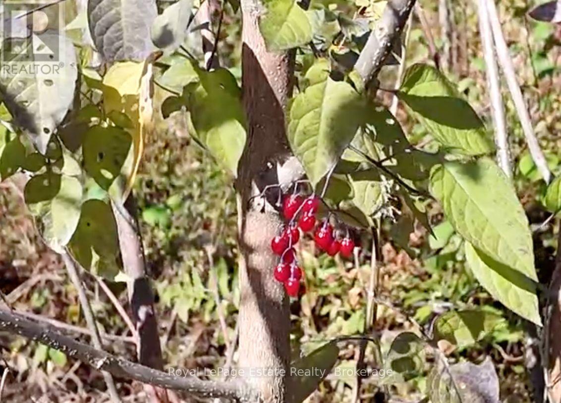 Pt Lt 36 & Pt Lt 37 13 Concession, Arran-Elderslie, Ontario N0H 1A0 - Photo 9 - X12790270