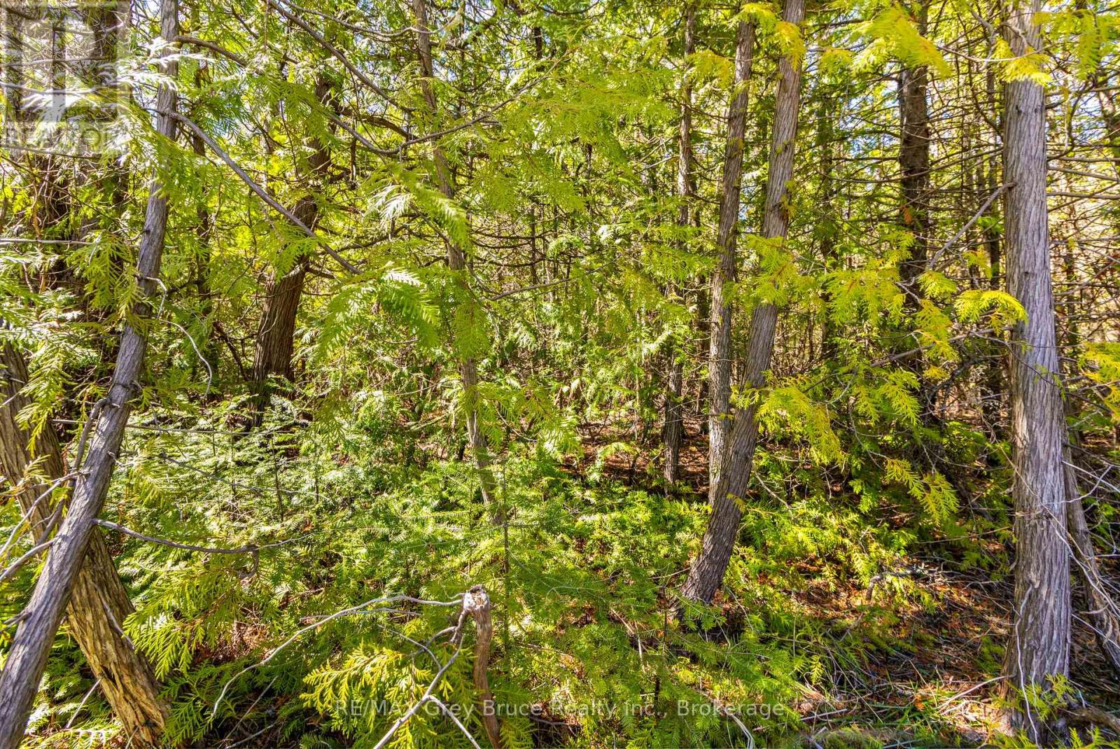 Part Fm Lot 4 Chi Sin Tib Dek Road, Northern Bruce Peninsula, Ontario N0H 2R0 - Photo 7 - X12806386