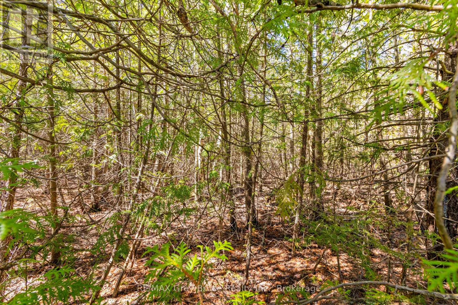 Part Fm Lot 4 Chi Sin Tib Dek Road, Northern Bruce Peninsula, Ontario N0H 2R0 - Photo 8 - X12806386