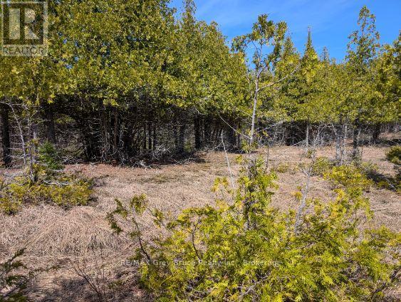 0 Sutter Road, Northern Bruce Peninsula, Ontario N0H 2T0 - Photo 3 - X13052042