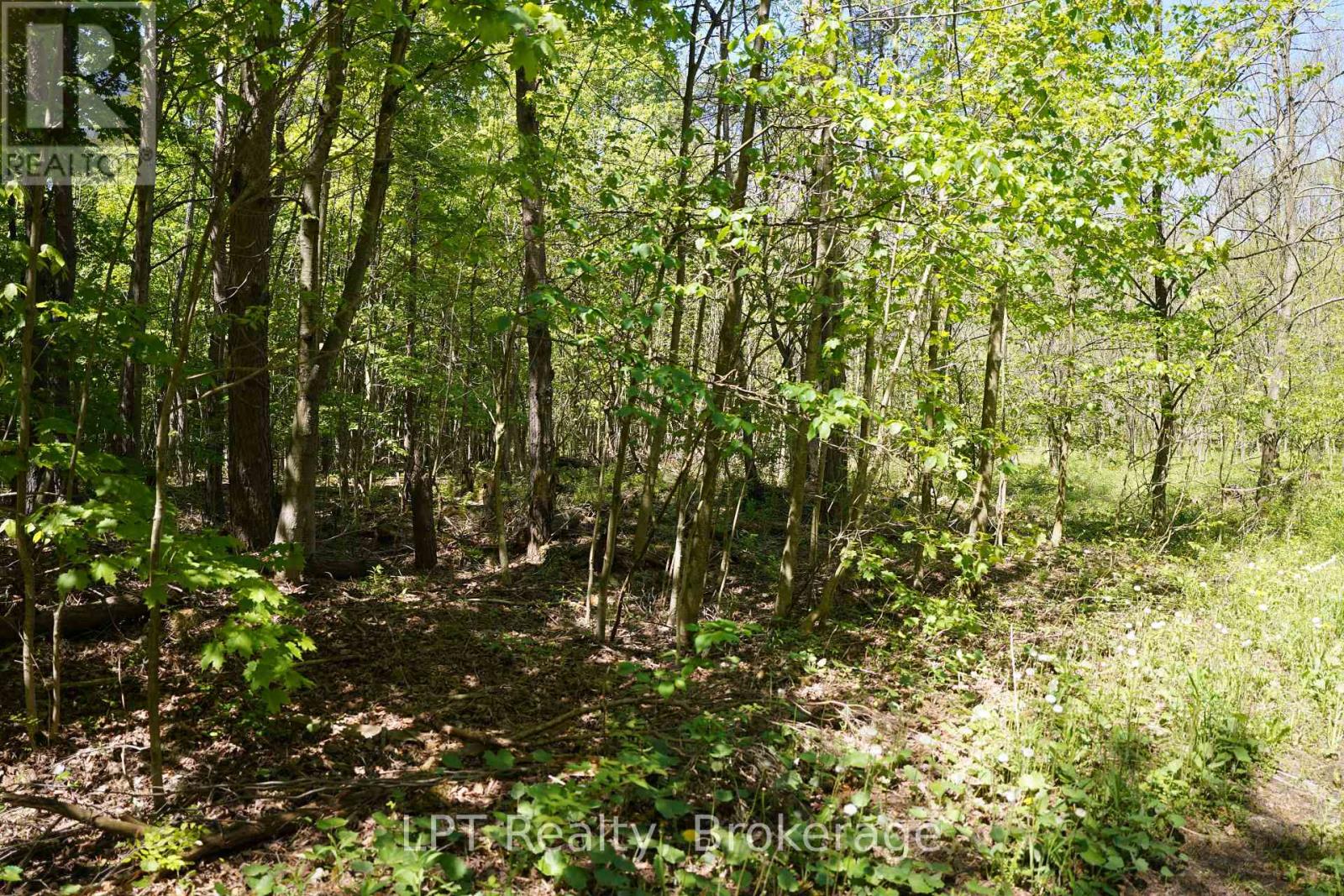 Lot 16 Grey Road 17, Georgian Bluffs, Ontario N0H 2T0 - Photo 7 - X13736286